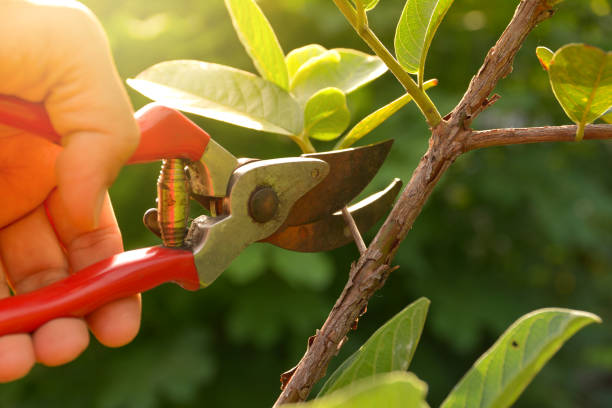 Best Leaf Removal  in Wolverine Lake, MI